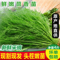 Fresh fennel 4kg Shandong farmhouse open-cut fennel seedlings vegetables fresh meat fennel seedlings