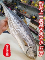 Big mackerel dried mackerel fish mackerel fillet plum fragrant salted fish dried Beihai seafood 500g