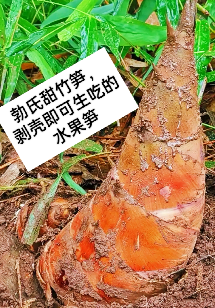川妹子百货店p的LOGO