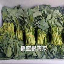 新鲜板蓝根青菜500g一份功能型青菜做法白灼盐水板蓝根酒店食材