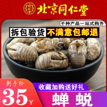 Cicada Metamorphoa 50 gr New Goods No Sulphur Screening Cicada Cicadas is known for the peworm metamorphosThe cicadas of the Cicalami Pikinox Beetle