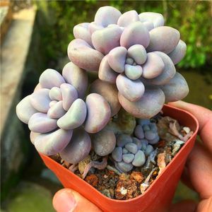 【艾伦多肉植物老桩】_艾伦多肉植物老桩品牌\/图片\/价格