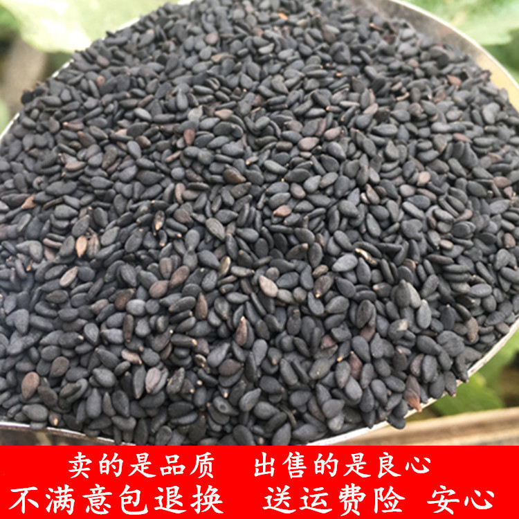 Raw Black Sesame New Goods Pure Black Sesame Clean Grain Full No Sand No Dyeing 1 catty 500 gr Stir-fry