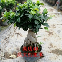 Large leaflet Banyan Tree Stump S shape Banyan Tree bonsai potted green plant outdoor courtyard balcony viewing stem plant