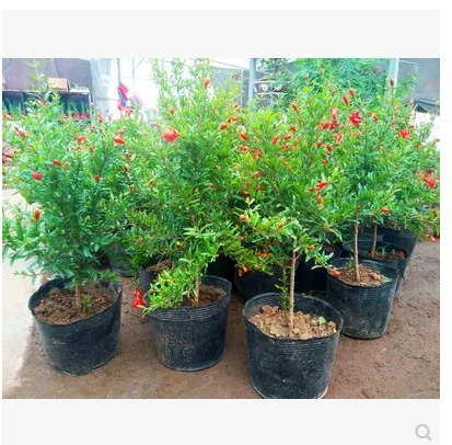 Синпин пион гранат цветочный горшок с большими саженцами тяжелые лепестки гранато