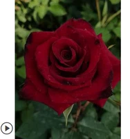 Черный бак Мяо