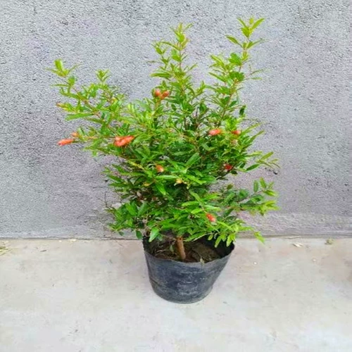 Синпин пион гранат цветочный горшок с большими саженцами тяжелые лепестки гранато