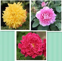 Трехноколорный волновый пакет