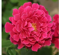 Очарование волны Main