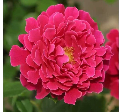 Четыре сезона Открытые розы, большие цветы, саженцы розы