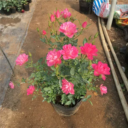 Домашние цветы, солнце и луна, звезды, высокая роза, миниатюрная многосезонная европейская луна, роза в форме лотоса