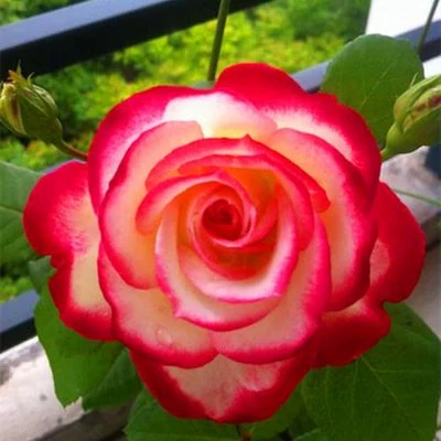 Четыре сезона Открытые розы, большие цветы, саженцы розы