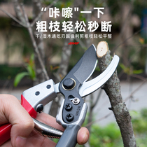 Japan imported stainless steel sk5 scissors Garden floral repair branch scissors Fruit tree cut coarse branch picking garden scissors