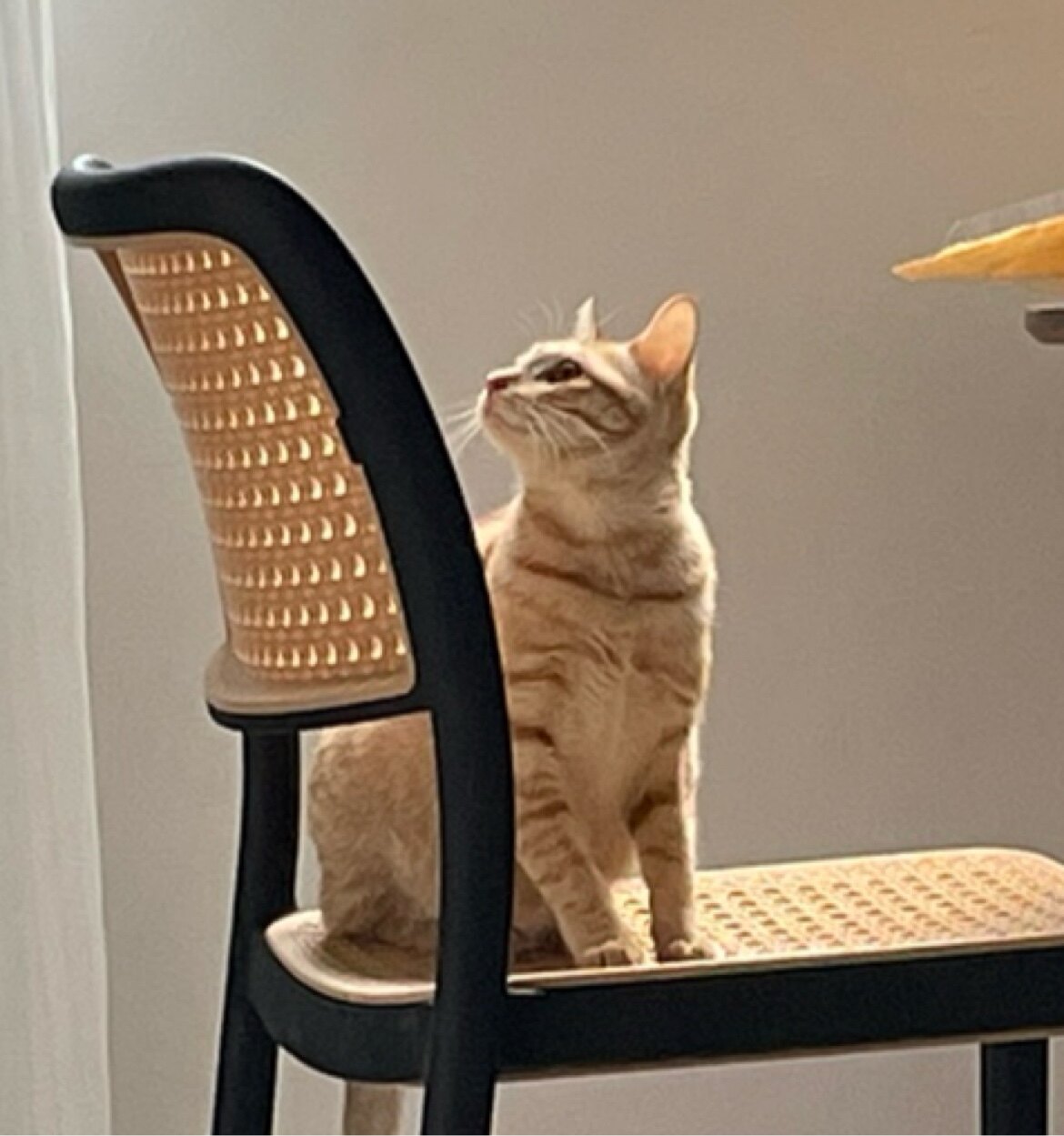 乌啦啦是只小橘猫的LOGO