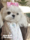 Handmade mini ຜົມຫັກ pet bb clip bow hair clip ເຄື່ອງປະດັບ cat headdress Yorkshire Maltese bear