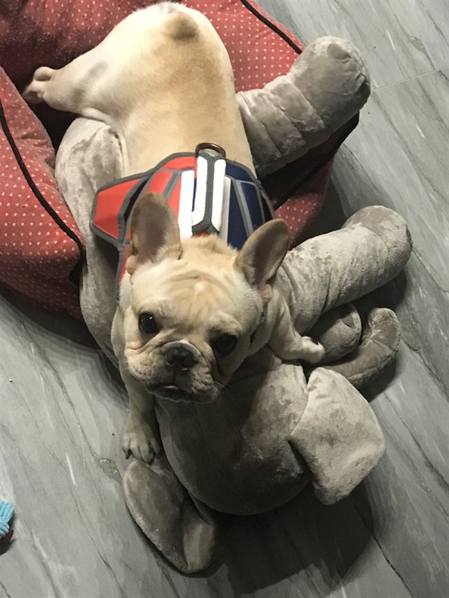 Chó đồ chơi cắn chó con chó con lông cừu đi kèm với đối tác ngủ Teddy pet estrus venting nam chó mèo cung cấp - Mèo / Chó Đồ chơi