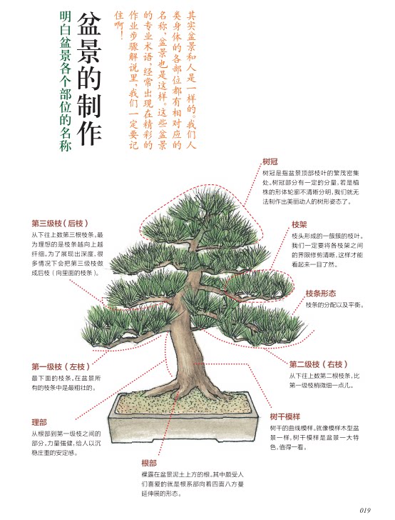 最基礎的10種樹形盆景山田香織家庭養花步驟彩色圖案圖解日本盆景盆栽室內綠植環境裝飾圖書新手初學者入門參考書籍盆栽