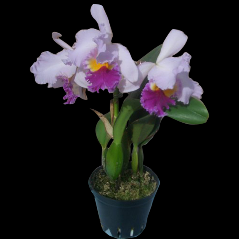 Authentic health care Cat orchid Dendrobium seedlings 100g cup seedlings Zhejiang iron Dendrobium seedlings fresh strip Maple bucket Dendrobium orchid