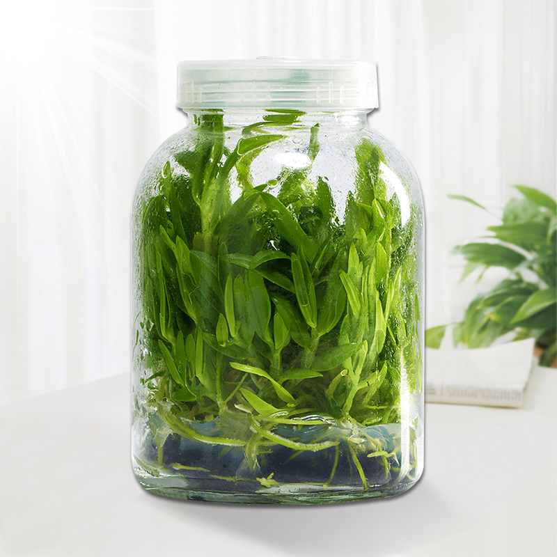 Road health preservation (Dendrobium Candidum Bottle Fry) (Buy 5 to send 1 bottle) Red rod soft footed dendrobium dendrobium with bottle shipped