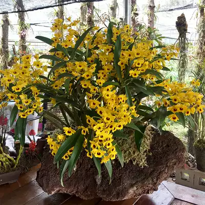 The authentic health-preserving large-cluster drumstick Dendrobium seedlings 250g bare seedlings, Dendrobium, Dendrobium, Dendrobium