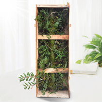 (Dendrobium officinale 1 m stump) Dendrobium seedlings fresh Dendrobium Dendrobium dried flowers