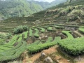 锦美茶庄