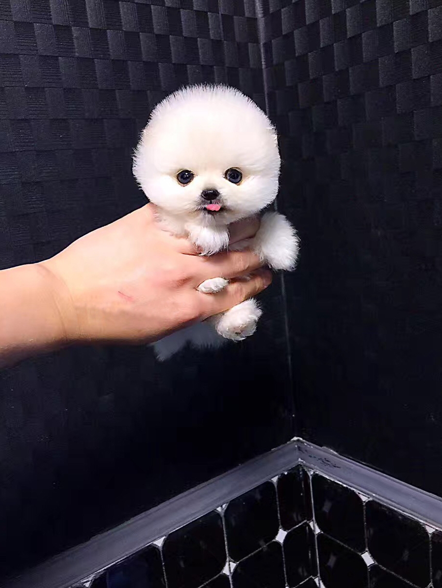 домашнее сиськи 