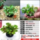 Qingbo 5 см посадка юанью -Тот же абзац -Buy 3 Получите 1 бесплатно, чтобы купить 5 Get 2 и 2