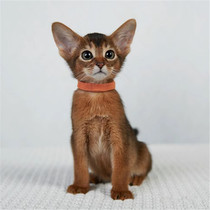 Abyssinian kitten live reddish brown fawn color original color Abyssian shorthair pet cat