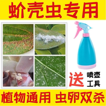 Insecticide for scale insects and scale insects