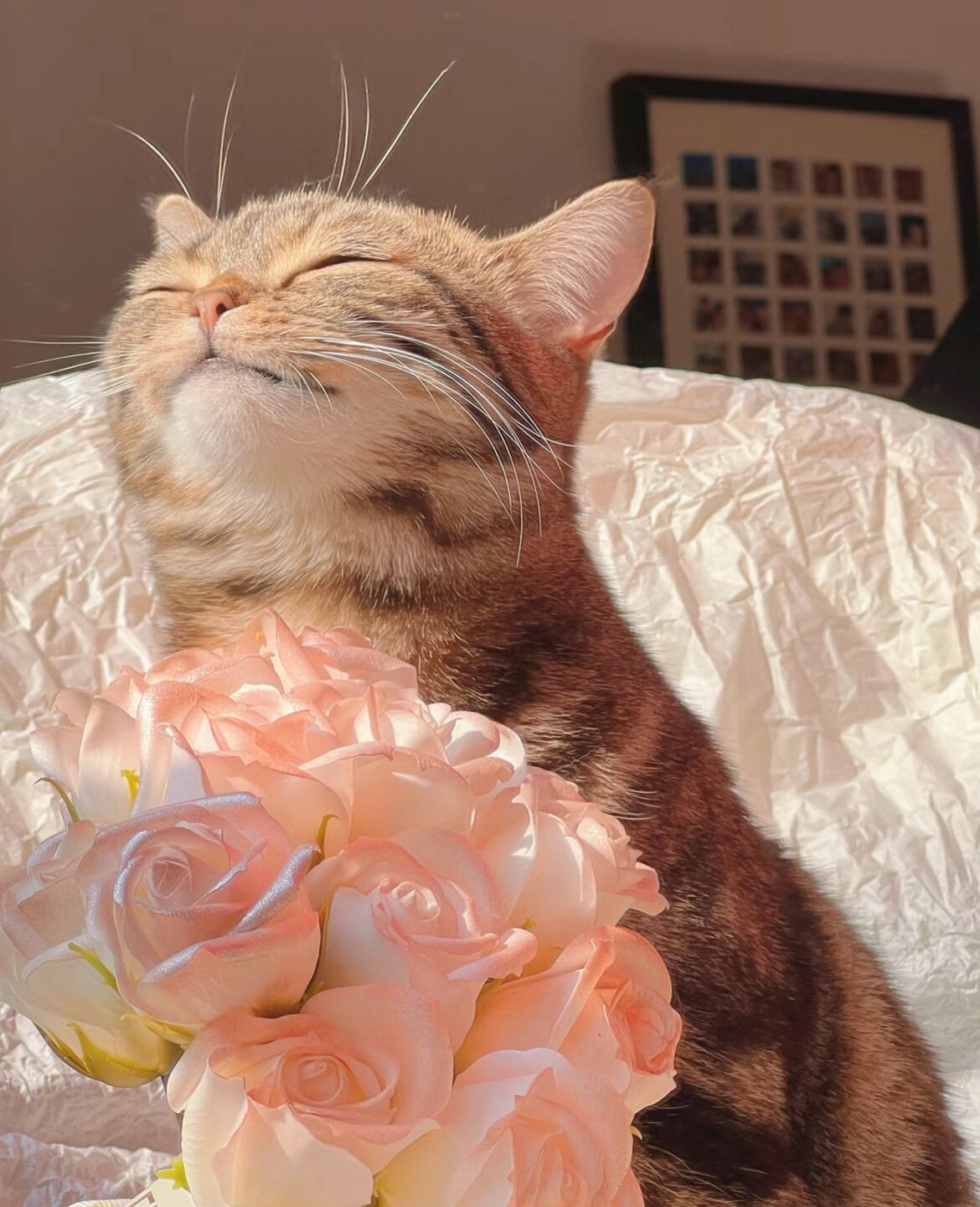 苏芙芙