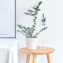 Warm Peninsula Eucalyptus Eucalyptus Silver Water Drop Blue Mountain Nordic Simple Style Leaf Green Plant Potted Garden