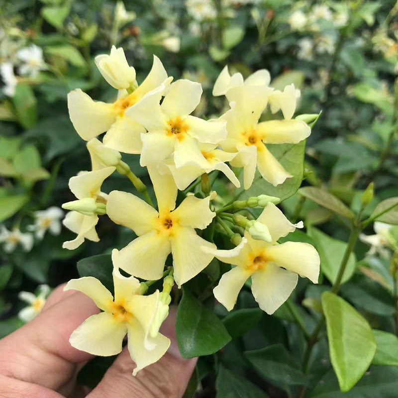 Warm peninsula Tuscany star Mandah wood pink windmill jasmine cold - resistant and heat - climbing plants