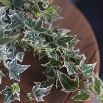 Warm Peninsula imported Ivy Xueying New Product Office desktop potted indoor green plant Yin-resistant flower art