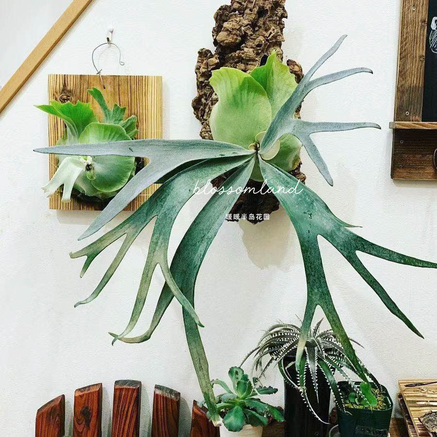 Warm Warm Peninsula Deer Antlers Antlers Shape Characteristics Nordic Ins Can Hang Rare Novelty Green Plant Indoor