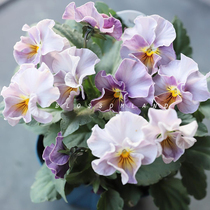 Warm Peninsula rumpled Pansy Japanese New Products winter cold-resistant flowers extended period of long part of the spot