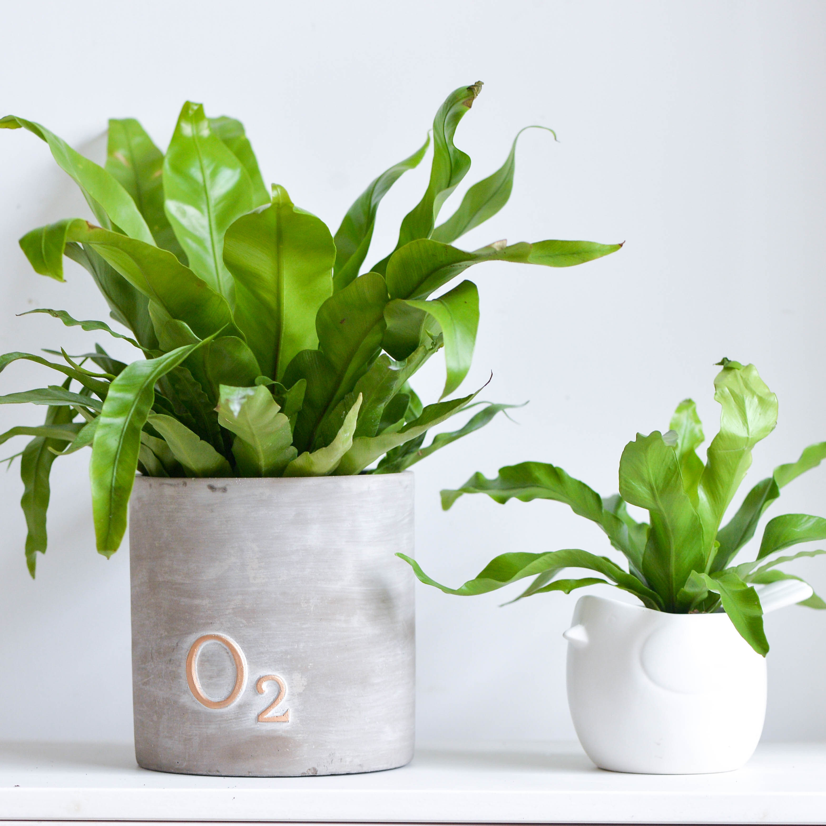 Warm Warm Peninsula Exhibition Leaves Bird Nest Fern Mountain Suflower Nordic Green Plant Green Plant Green Plant Green Plant to purify the air