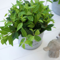 Warm Peninsula Diamond Emerald Chlorophyta Green Leaf Hanging Potted Plant Office Greening Summer Maintenance Zero Difficulty