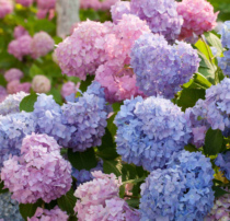 Warm Peninsula Endless Summer Hydrangea Ziyang Flower Green Plant Potted Garden Balcony Hydrangea Summer Flower