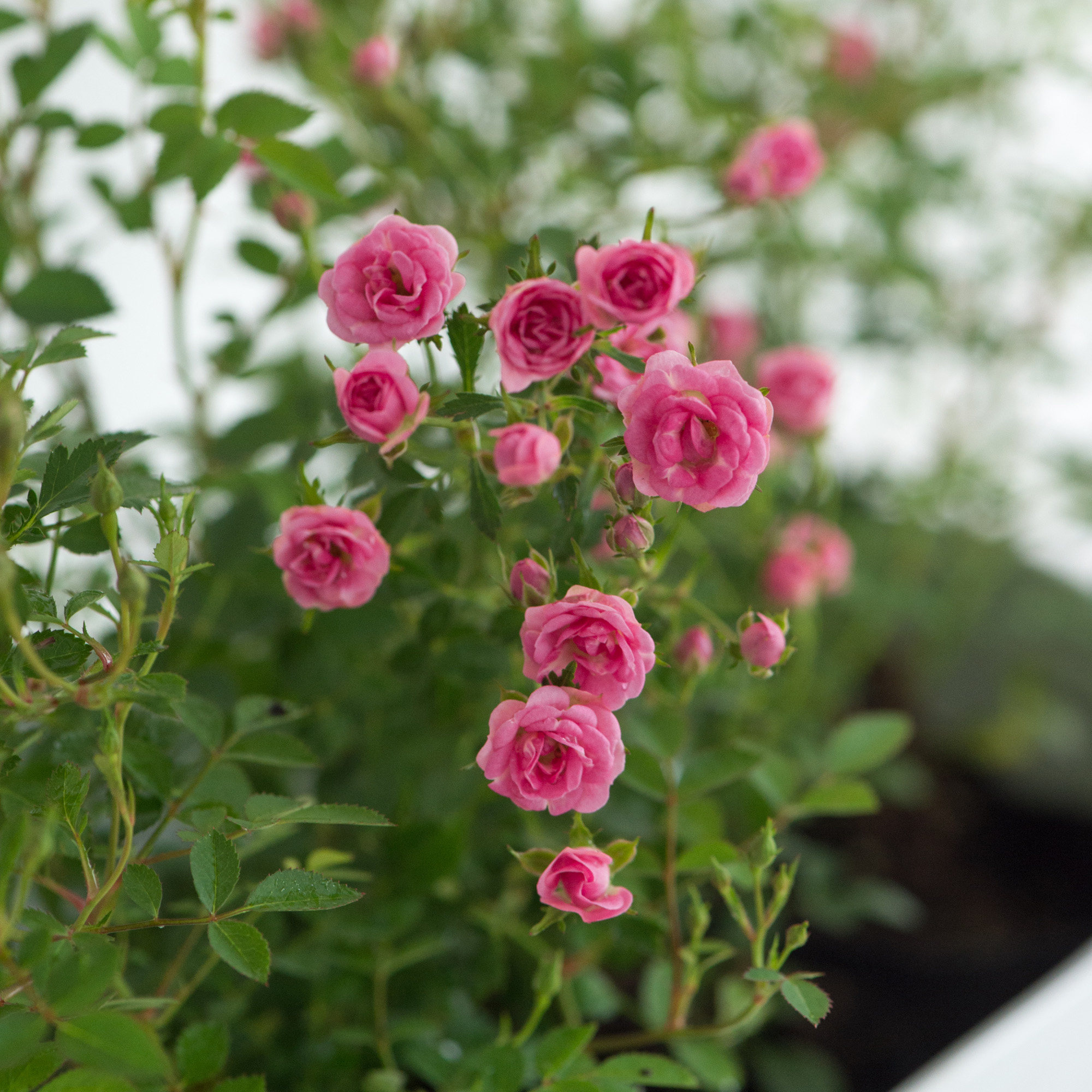 Warm Warm Peninsula Japan Ultra New Varieties Japanese Monsoon Season Repeat Blooming Office Garden Potted Plants