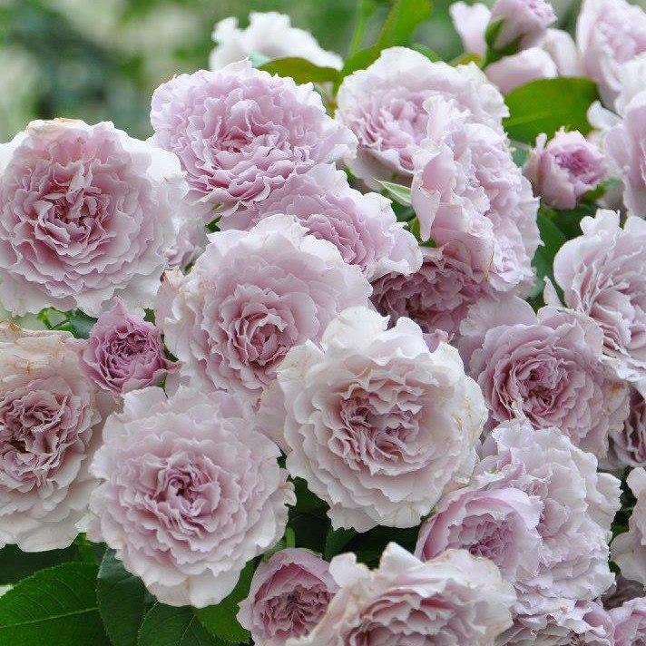 Nuan Nuan Peninsula Dragonfly Purple Cut Flowers Fragrant Wave Edge Rose Garden Potted Plant