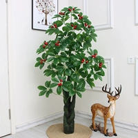 1,6 метра газеты богатства Xiguo (без горшков)