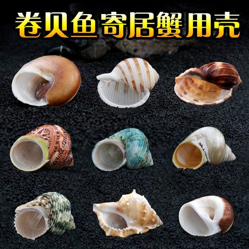 Hermit crab replacement shell natural shell conch roll shell fish hermit crab replacement special shell breeding fish tank shrimp nest