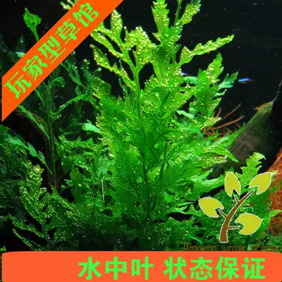 鱼缸造景淡水水草黑木蕨自养水下叶黑木 黑木蕨水草活体植物阴性