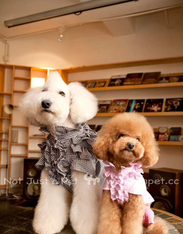 UNPET Breguet Dog Dress Teddy Dress Mùa xuân và mùa thu Kẻ sọc tinh tế Đầm ren Anh - Quần áo & phụ kiện thú cưng