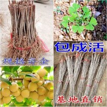 Ginkgo saplings Ginkgo seedlings Bougainvillea saplings Courtyard landscape tree Bonsai landscaping seedlings Pedestrian tree Longevity tree