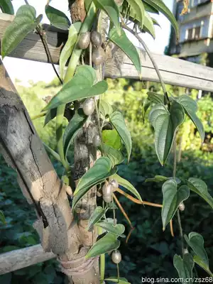 盆栽山藥結山藥豆庭院爬騰綠植懶人盆綠植學生幼兒園觀察日記作業