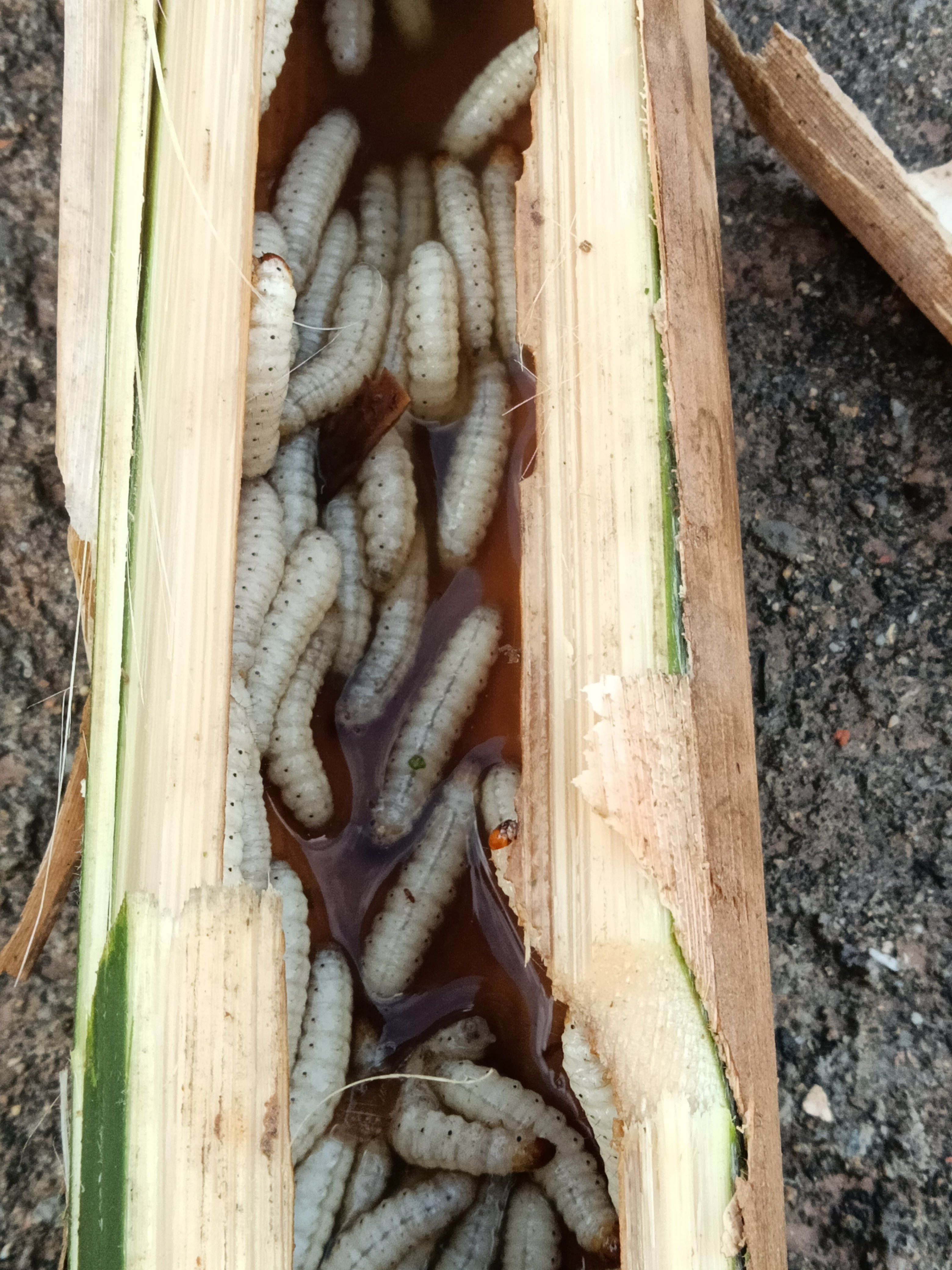 云南特产竹虫:新鲜竹蛹带竹筒发货,40只仅需39.9元,包邮包活!-标本-淘宝百科网