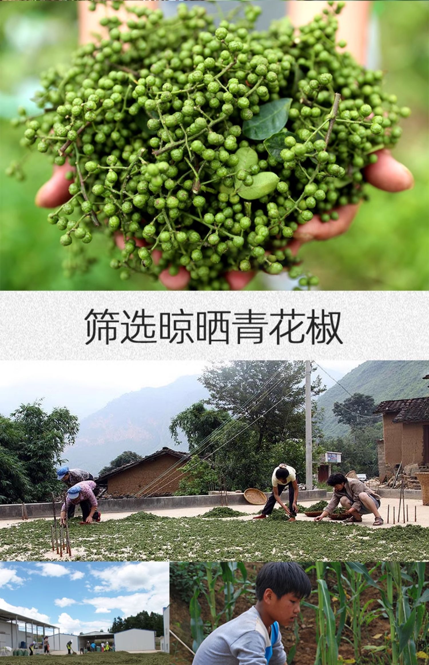 安享好物 安享S级花椒-桂味王青花椒 国标 
