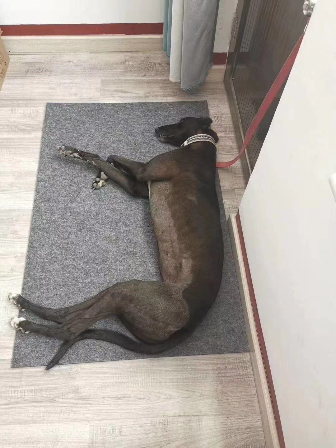 Dog mat thickened with warm and anti-wear and abrasion resistance